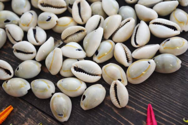 Cowrie Shells Money